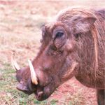 warthog in addo